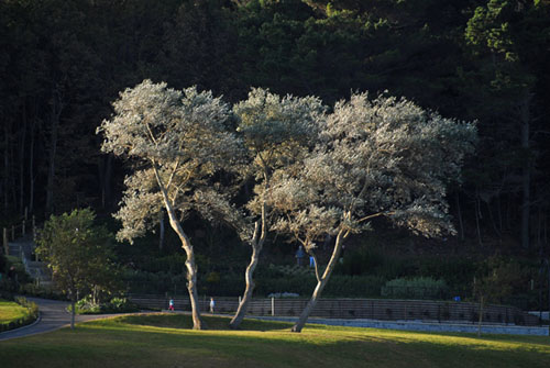 Sunlit trees in the sea front gardens at Lyme Regis