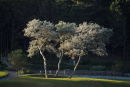 Sunlit trees in the sea front gardens at Lyme Regis