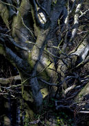 Trunks and branches, Dorset