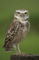 Burrowing Owl by Susan Pidcock