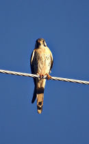 Kestrel by Susan Pidcock