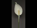 Peace Lilly by Alan Ford