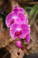 Purple Orchid by Susan Pidcock
