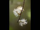 Willow Catkin by Gordon Blount