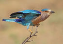 Indian Roller, by Liz Bamforth (First Place)