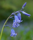 3rd Bluebell Detail   Geoff France