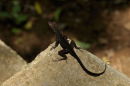 Earless Lizard, by Vince Cunningham (Second Place)