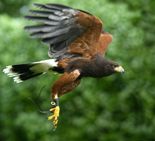 Falconry Action  - 3rd place