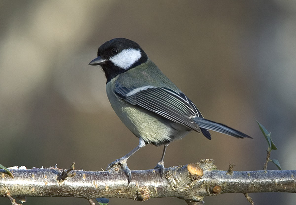 2nd Place: Great Tit - Author: Les Harrison
