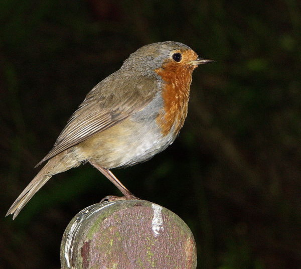 2nd Place - Robin - Author: Geoff France