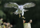 Goshawk Prepares To Dine (2nd Place) Steve Dobrows