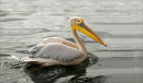 Pelican, by Gill Sharp (Third Place)