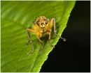 2nd Yellow Dung Fly  Peter Bartlett
