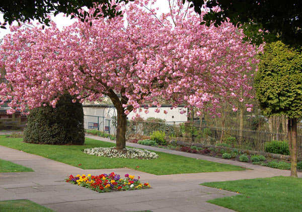 Park Blossom