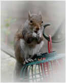 Daytime Marauder (Joint 3rd Place) Bernard Smith