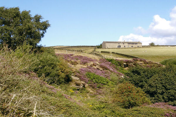 Digley Quarry by Anne Field