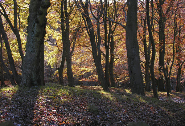 Digley Woodby Les Heywood