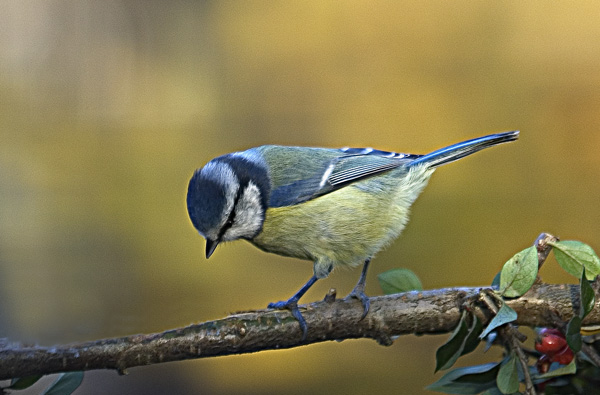 1st Place - Blue Tit - Author Les Harrison