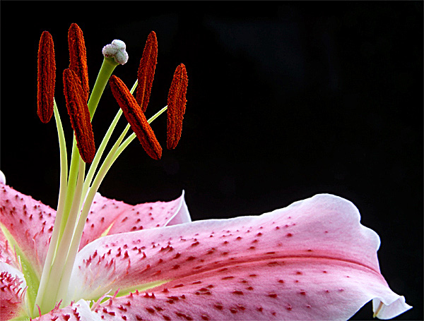 1st - Lily