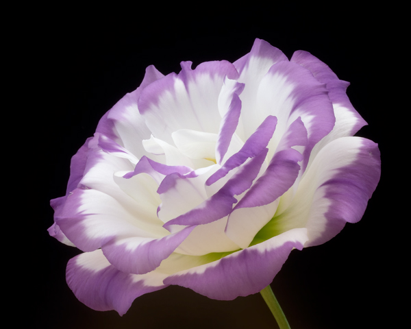 Lisianthus