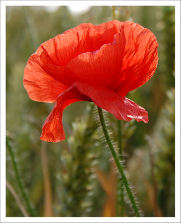 2nd - Poppy