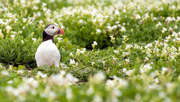 3rd - Puffin
