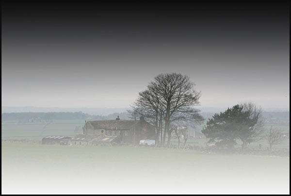Serendipity - Honley