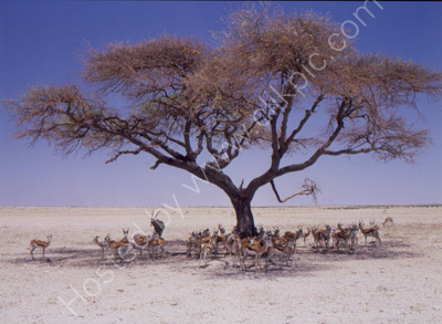 Etosha National Park, Namibia.