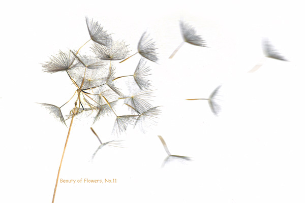 Beauty of Flowers N0.11