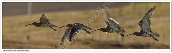 Nature in Action: Curlew in flight.