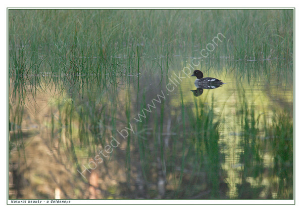 Natural Beauty: Goldeneye. Limited Edition Print.