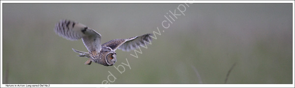Nature in Action: Long-eared Owl, No.2