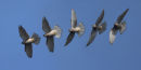 Nature in action: Kestrel, Limited edition Giclée print