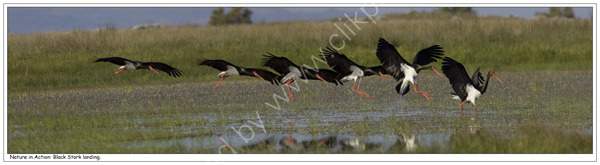 Nature in Action: Black Stork landing