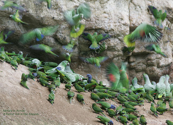 Nature in Action: a parrot lick in Amazon.