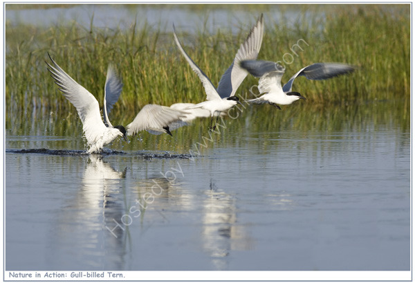 Nature in Action: Gull-billed Tern