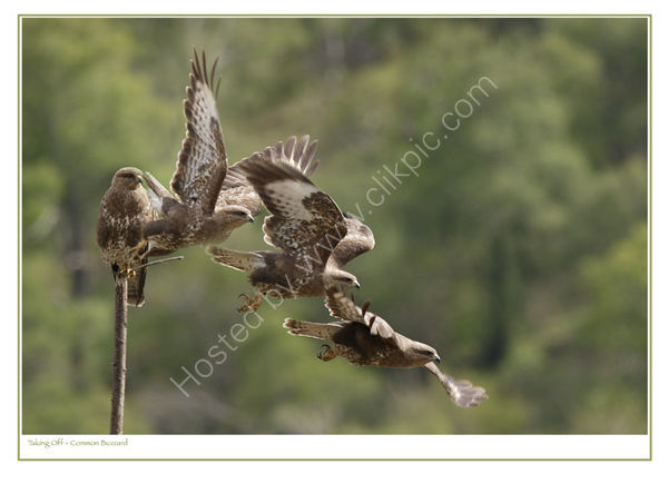 Taking Off - Common Buzzard. Limited Edition Print.