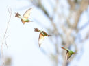 Nature in Action: Madagascar Bee-eater