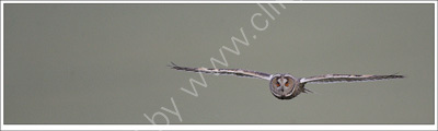 Nature in Action: Long-eared Owl, No.1