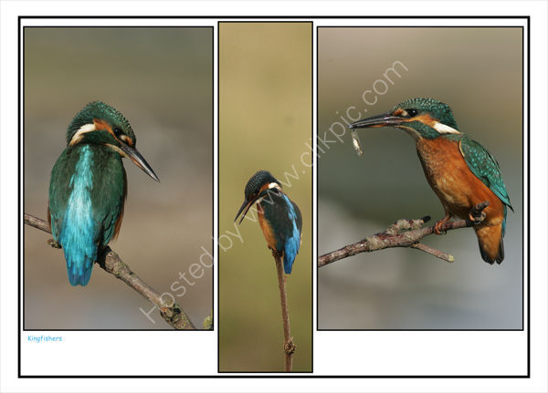Natural Beauty: Kingfishers. Limited Edition Print.