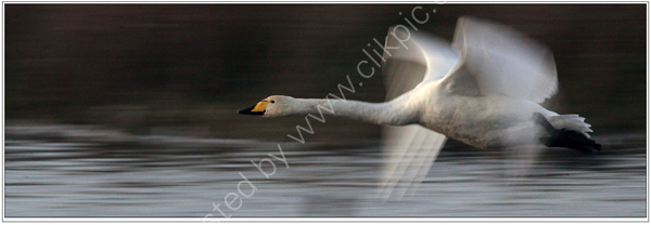 Nature in Action: Swan in flight, panned.