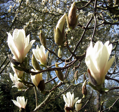 Magnolias - the coming of spring