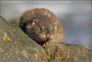 Curious Otter Cub