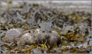 Mother and cub eating crab