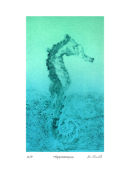 Hippocampus
