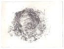 Blackbird Nest etching