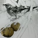 Title: The Fortunate Fieldfare  