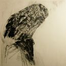 The Observant Tawny