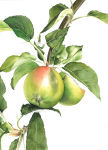Floral illustration