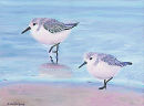 Two Sanderlings